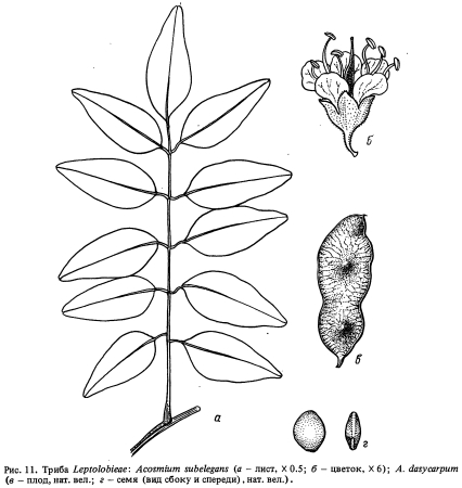  Leptolobieae ( 2)