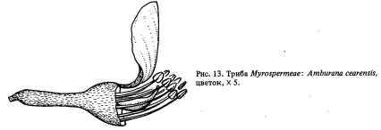 Триба Myrospermeae