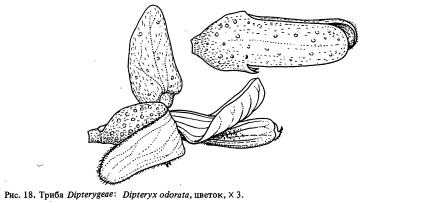  Dipterygeae