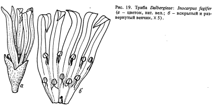  Dalbergieae ( 2)