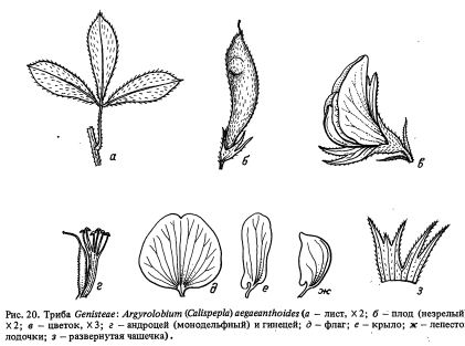  Genisteae ( 2)