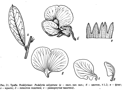  Podalyrieae