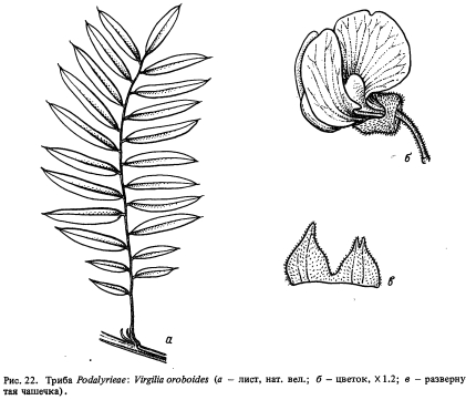  Podalyrieae