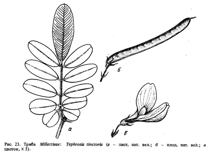  Millettieae ( 2)