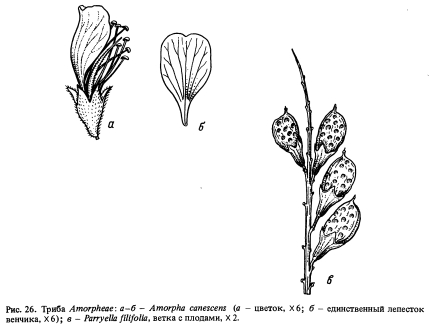  Amorpheae ( 2)